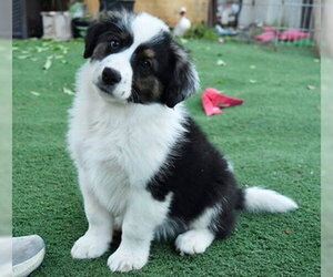 Border-Aussie Dogs for adoption in Fremont, CA, USA