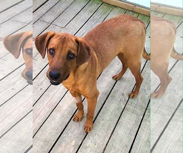 Medium Photo #5 Labrador Retriever-Unknown Mix Puppy For Sale in Murfreesboro, NC, USA