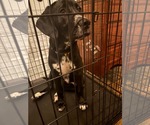Small #2 Mutt