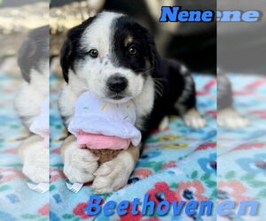 Labrador Retriever-Unknown Mix Dogs for adoption in Jefferson, NJ, USA
