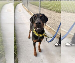 Doberman Pinscher Dogs for adoption in Fremont, CA, USA