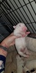 Small Photo #19 Bull Terrier Puppy For Sale in JACKSON, MI, USA