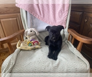 French Bulldog-Goldendoodle Mix Dog for Adoption in LA VALLE, Wisconsin USA