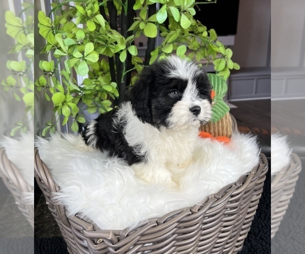Medium Photo #9 ShihPoo Puppy For Sale in FRANKLIN, IN, USA