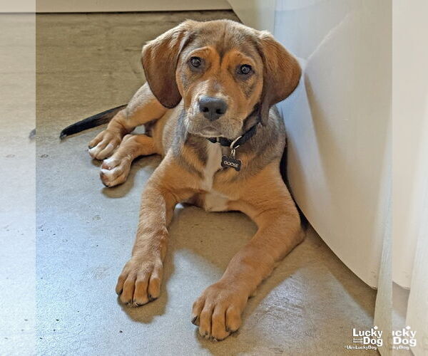 Medium Photo #2 Retriever -Unknown Mix Puppy For Sale in Washington, DC, USA