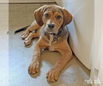 Small #1 Retriever  Mix