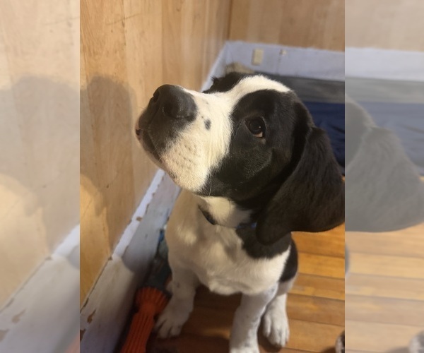 Medium Photo #57 Cane Corso-Saint Bernard Mix Puppy For Sale in WORCESTER, MA, USA