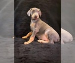 Small Photo #32 Doberman Pinscher Puppy For Sale in YUCCA VALLEY, CA, USA