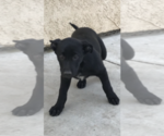 Small Photo #3 Belgian Malinois Puppy For Sale in OXNARD, CA, USA