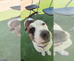Small #1 American Staffordshire Terrier