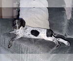 Small Photo #23 Bluetick Coonhound-Unknown Mix Puppy For Sale in pomfret, CT, USA