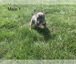 Small Photo #9 French Bulldog Puppy For Sale in FRASER, MI, USA
