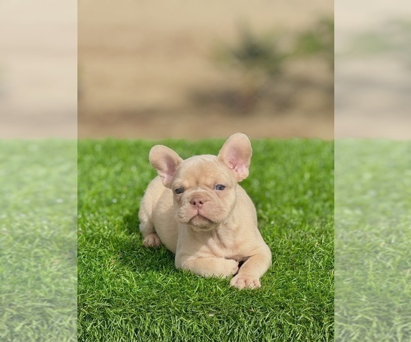 Medium Photo #4 French Bulldog Puppy For Sale in KANSAS CITY, MO, USA