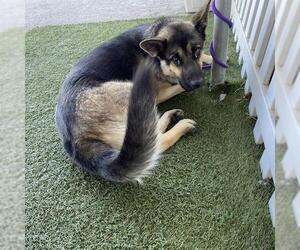 German Shepherd Dog-Unknown Mix Dogs for adoption in Modesto, CA, USA