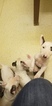 Small Photo #84 Bull Terrier Puppy For Sale in JACKSON, MI, USA