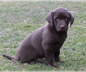 Labrador Retriever Puppy for sale in FREDERICKSBURG, OH, USA