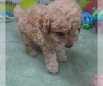 Small #4 Cavapoo
