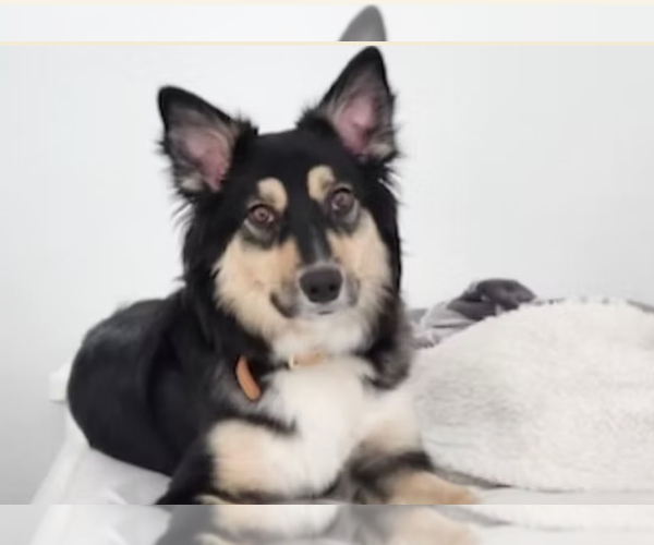 Medium Photo #1 Australian Shepherd Puppy For Sale in WILLIAMS, AZ, USA