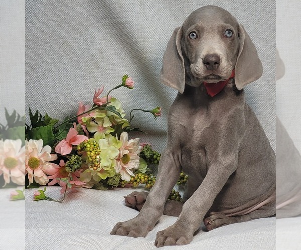 Medium Photo #8 Weimaraner Puppy For Sale in BREMEN, GA, USA