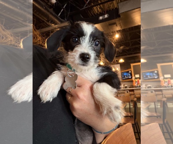 Medium Photo #2 Dachshund-Unknown Mix Puppy For Sale in Holly Springs, NC, USA