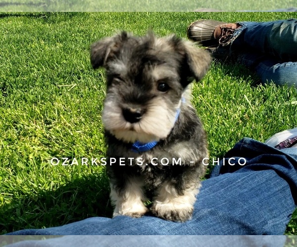 Medium Photo #1 Schnauzer (Miniature) Puppy For Sale in CEDAR GAP, MO, USA