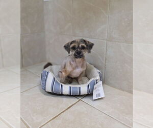 Lhasa Apso Dogs for adoption in Osgood, IN, USA