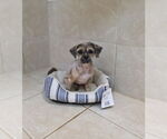 Small Lhasa Apso