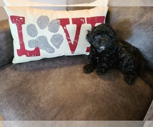 Maltipoo Puppy for sale in GRANDVILLE, MI, USA