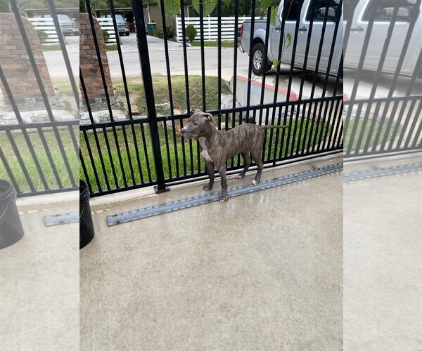 Medium Photo #4 Staffordshire Bull Terrier-Unknown Mix Puppy For Sale in Spring, TX, USA