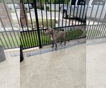 Small #3 Staffordshire Bull Terrier Mix