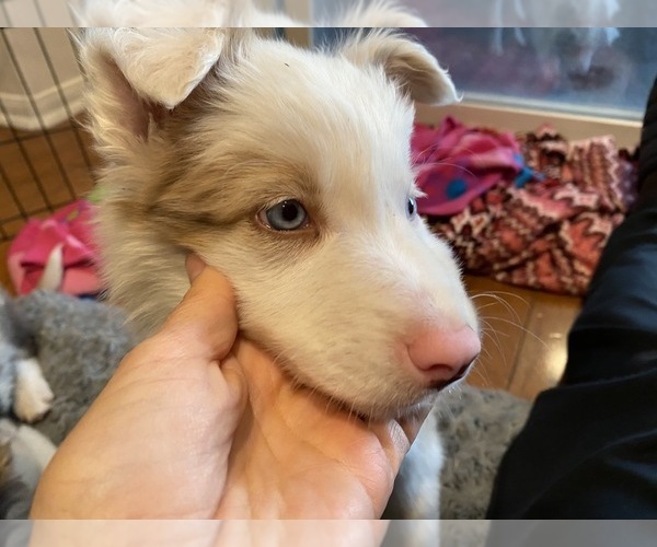 Medium Photo #17 Border Collie Puppy For Sale in CHULA VISTA, CA, USA