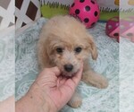 Small #5 Maltipoo