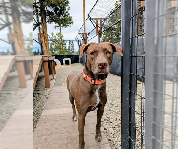 Medium Photo #1 Labrador Retriever-Unknown Mix Puppy For Sale in Frisco, CO, USA