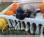 Small Photo #11 Havanese Puppy For Sale in NIANGUA, MO, USA