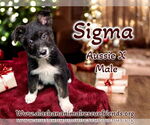 Small #2 Australian Shepherd Mix