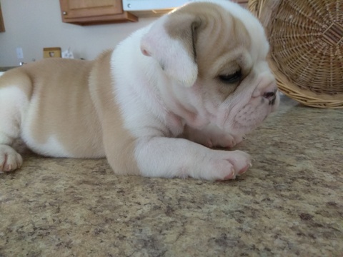 Medium Photo #1 Bulldog Puppy For Sale in ORLANDO, FL, USA