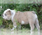 Small Photo #10 English Bulldog Puppy For Sale in STEPHENVILLE, TX, USA