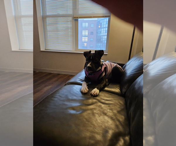 Medium Photo #5 Mutt Puppy For Sale in Plainfield, IL, USA