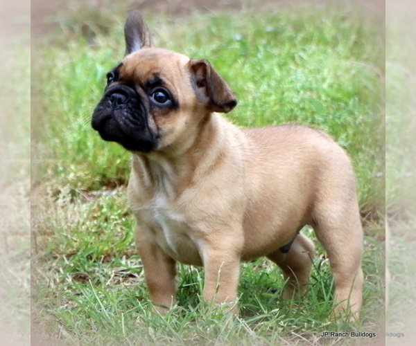 Medium Photo #39 French Bulldog Puppy For Sale in WINNSBORO, TX, USA