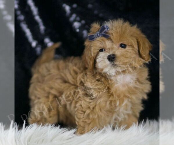 Medium Photo #34 Maltipoo (Miniature) Puppy For Sale in WARSAW, IN, USA