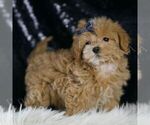 Small #3 Maltipoo (Miniature)