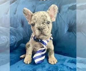 Buggs Puppy for sale in PHOENIX, AZ, USA