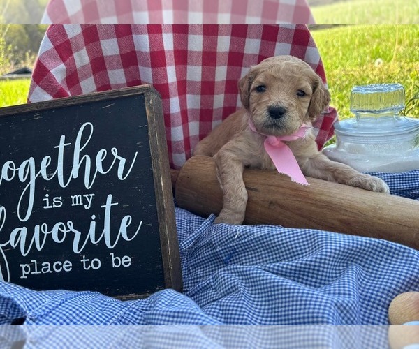 Medium Photo #5 Goldendoodle Puppy For Sale in LEBANON, TN, USA