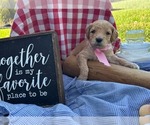 Small #4 Goldendoodle