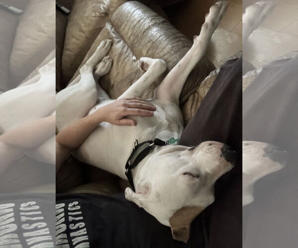 Medium Photo #2 American Bulldog-Unknown Mix Puppy For Sale in Davis, CA, USA