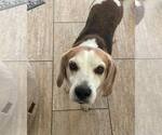 Small #3 Beagle