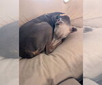 Small #1 Doberman Pinscher