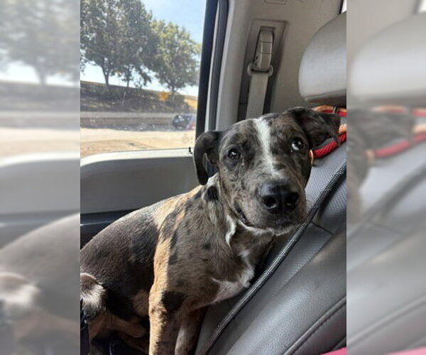 Medium Photo #2 Catahoula Leopard Dog-Unknown Mix Puppy For Sale in Rowlett, TX, USA