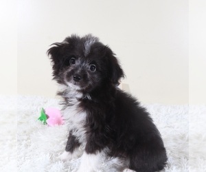 Aussiedoodle Toy Puppy for sale in MOUNT VERNON, OH, USA