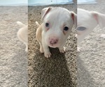 Small #1 American Pit Bull Terrier